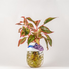 Photo de JULIEN TUYERAS