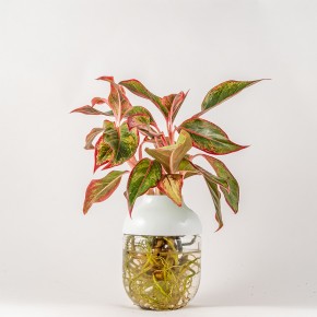 Photo de JULIEN TUYERAS