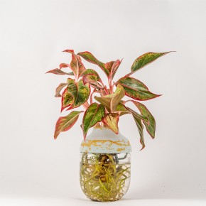 Photo de JULIEN TUYERAS