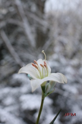 Photo de JEAN FRANCOIS MAIGRE