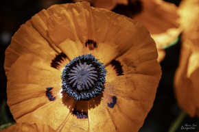 Photo de Marie-Line BURGUIERE