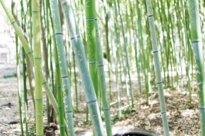 Photo de Emmanuel Cla