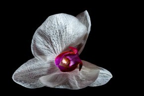Photo de Didier CLAMENS