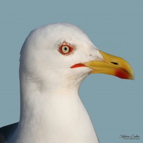 Photo de Stéphanie EVEILLEAU