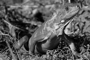 Photo de Samuel BEZIN