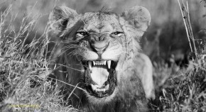 Photo de Samuel BEZIN